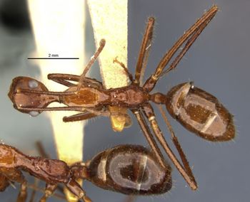 Media type: image;   Entomology 9096 Aspect: habitus dorsal view